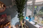 plants