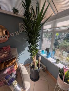 plants
