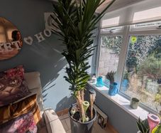 plants