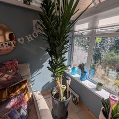 plants