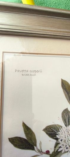 Lovely Gray Framed SOUTH AFRICAN BOTANICAL ART BY Judy WheelerPelargonium luridum-Stork's Bill, Zulu inyonkulu. Widespread E. Cape to Tanzania. Summer flowering grassland herb ,0.6 1m. Edible, also used to treat dysentery and nausea.