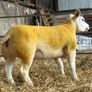 Pedigree Texel gimmers for sale Image 7