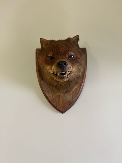 Antique Taxidermy Red Fox Mask