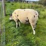 Dutch Spotted Ram Image 3