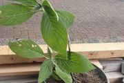 Eckium plant