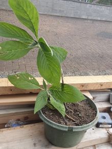 Eckium plant