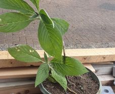 Eckium plant