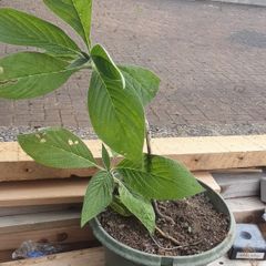 Eckium plant