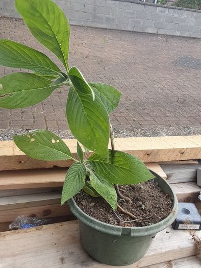 Eckium plant