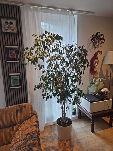 house plant