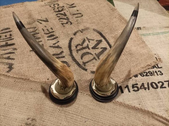 set of mounted horns