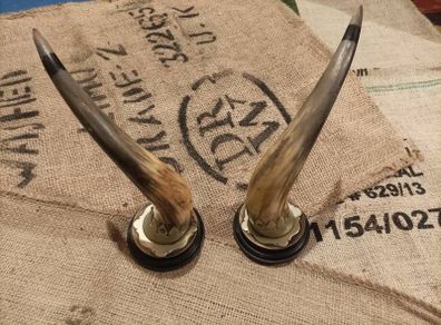 set of mounted horns