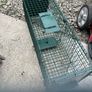 Trap cage Image 2