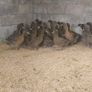 Khaki Campbell Female Ducks Image 4