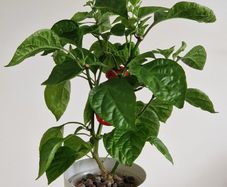 Carolina Reaper Chilli Indoor Plant
