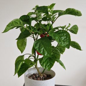Carolina Reaper Chilli Indoor Plant
