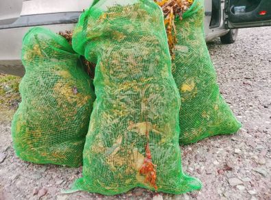 Seaweed Fertilizer + Seaweed liquid fertilizer.