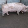 Cull sows Image 4