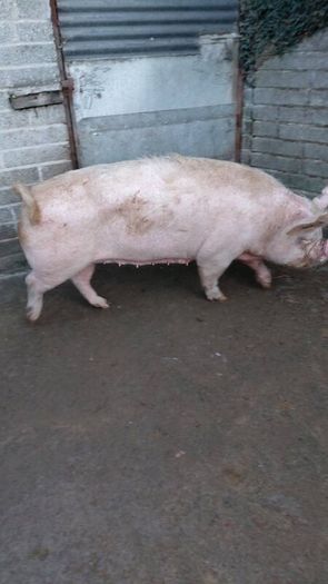 Cull sows