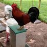 My best rooster available Image 8