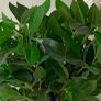 ShabbyChic Decor Greenery in an Urn and velvet ribbon Image 3