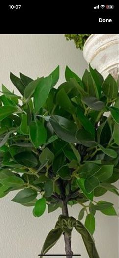 ShabbyChic Decor Greenery in an Urn and velvet ribbon