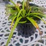 ornamental grass Image 2