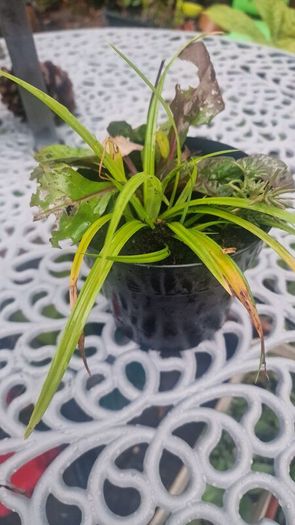 ornamental grass