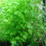 6 species Aquarium plants Image 8