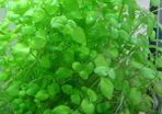 6 species Aquarium plants