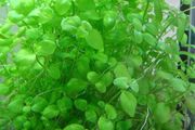 6 species Aquarium plants