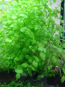 6 species Aquarium plants
