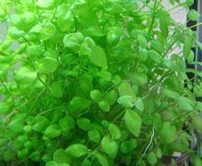 6 species Aquarium plants