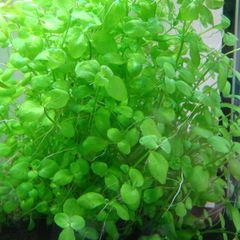 6 species Aquarium plants