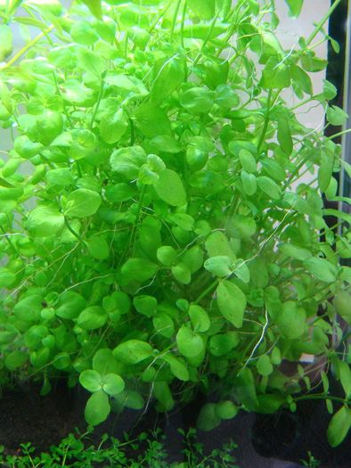 Aquarium plants