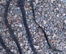 Tree strapes