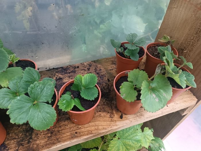 Many Strawberry Plants