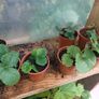 Many Strawberry Plants Image 7