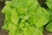 Butterhead Lettuce 'Valdor' Irish Seeds