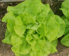 Butterhead Lettuce 'Valdor' Irish Seeds