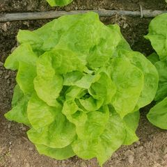 Butterhead Lettuce 'Valdor' Irish Seeds