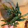 Bucephalandra Image 2