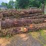 Tree Timber Image 2