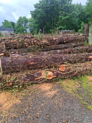 Tree Timber