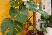 indoor plant