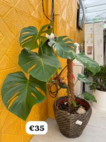 indoor plant