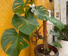 indoor plant