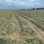 Silage haylage Image 3
