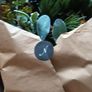 Neptune Poppy Sturley Alpine Wreath. Image 9