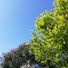 greenannt